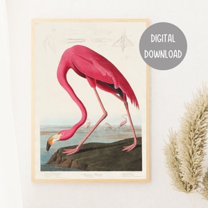 Audubon Flamingo Print: Vintage Coastal Bird Illustration (Digital Download)
