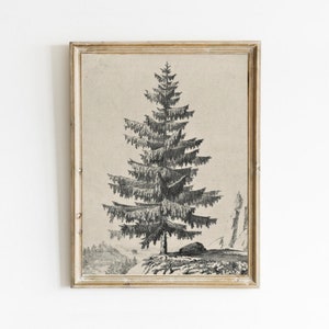 May include: A black and white illustration of a pine tree in a forest setting. The tree is drawn in a detailed style, with its branches and needles clearly visible. The background is a simple depiction of a forest, with other trees and a rocky outcropping.