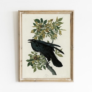 Raven Art Print: Vintage Botanical Bird Painting (Digital Download)