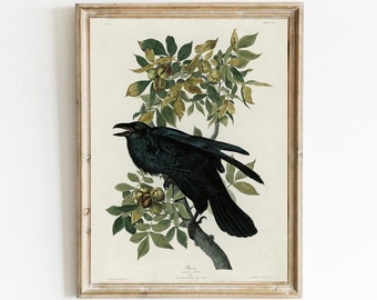 Raven Art Print: Vintage Botanical Bird Painting (Digital Download)