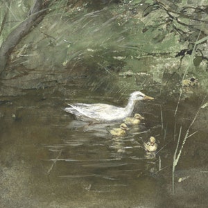 Op de afbeelding: Een witte eend met vier eendjes zwemt in een vijver. De eendjes zijn geel en de vijver is omgeven door groen gebladerte.