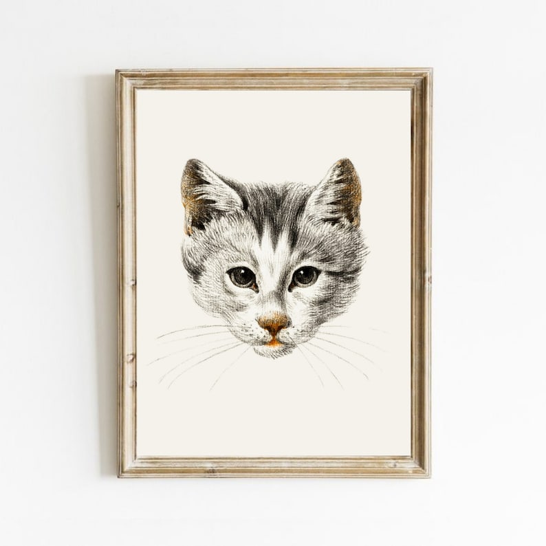 May include: A black and white pencil drawing of a cat's face. The cat has white fur on its chest and a black nose.
