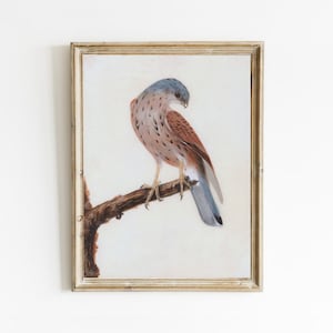Vintage Falcon Painting, Bird Print, Animal Oil Painting, Bird Portrait, Antique Decor, Printable Wall Art, Digital Art, Instant Download