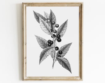 May include: Black and white botanical illustration of a branch with leaves and berries. The branch is depicted in a realistic style with detailed leaves and berries.