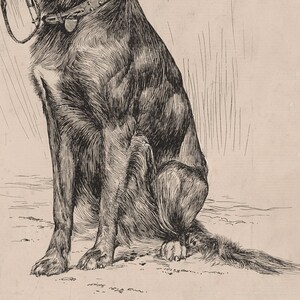 Op de afbeelding: Een zwart-witte lijntekening van een hond die zit met zijn staart omhoog gekruld. De hond draagt een halsband met een tag.