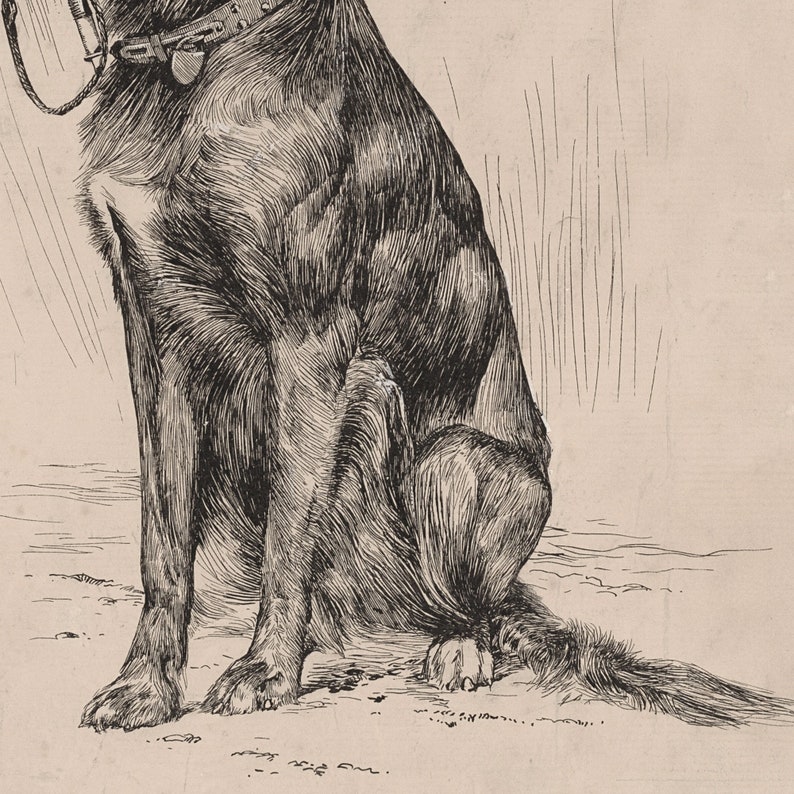Op de afbeelding: Een zwart-witte lijntekening van een hond die zit met zijn staart omhoog gekruld. De hond draagt een halsband met een tag.