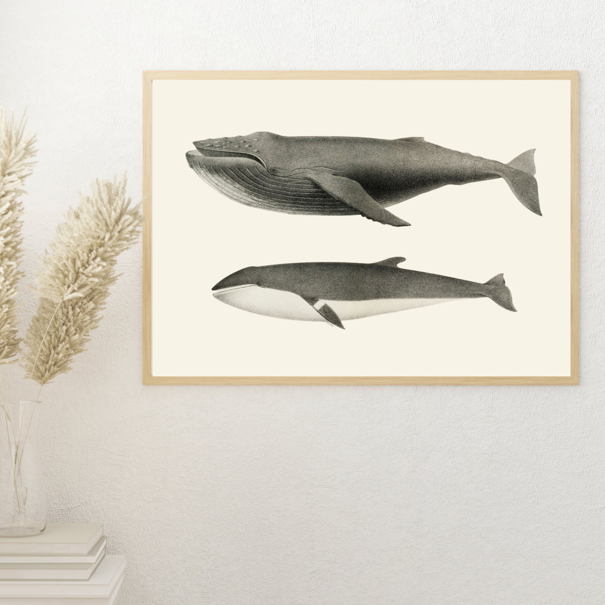 Vintage Whale Art Print: Humpback & Minke Whale Poster (digital