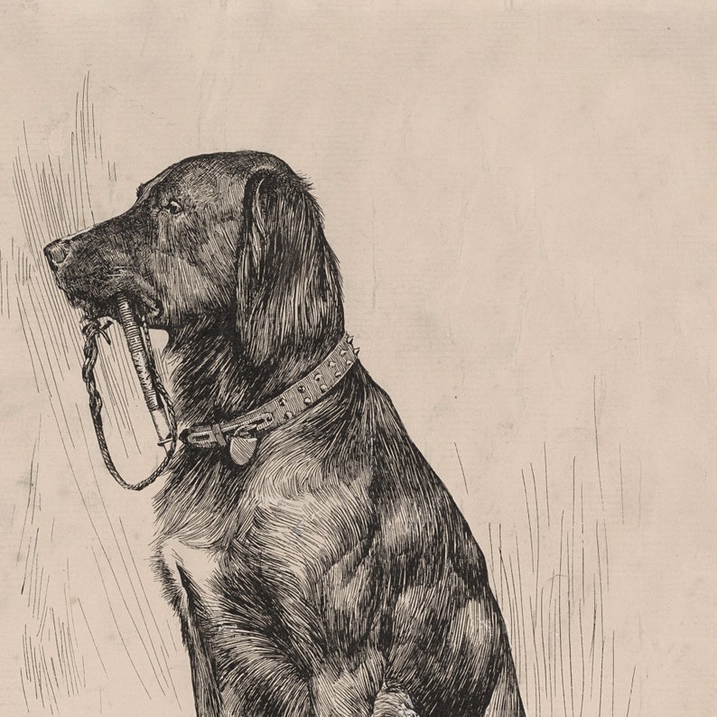 Op de afbeelding: Een zwart-witte illustratie van een hond met een geniet halsband en een riem in zijn bek.