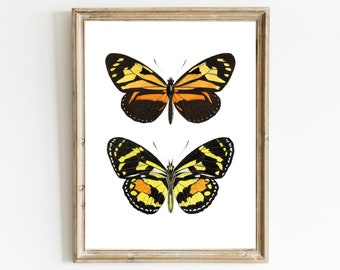 Vintage Butterfly Print, Insect Art Drawing, Monarch Butterfly Poster, Vintage Wall Art, Butterfly Wall Decor, Downloadable Art, Printable