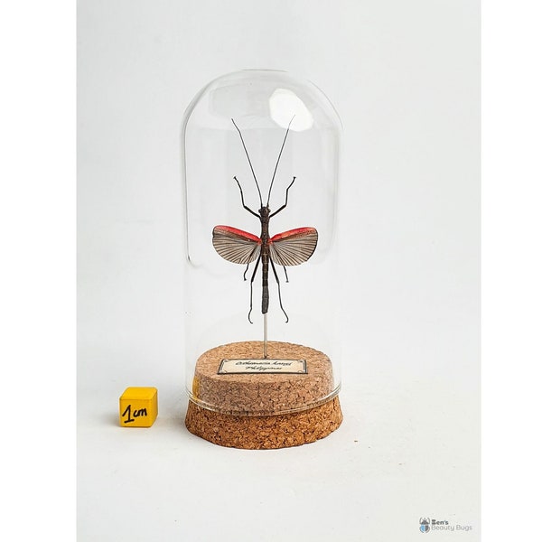 Insecte naturalisé sous globe de verre, cabinet de curiosité entomologie