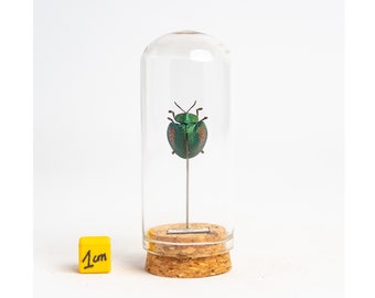 Insecte naturalisé sous mini globe de verre, cabinet de curiosité entomologie