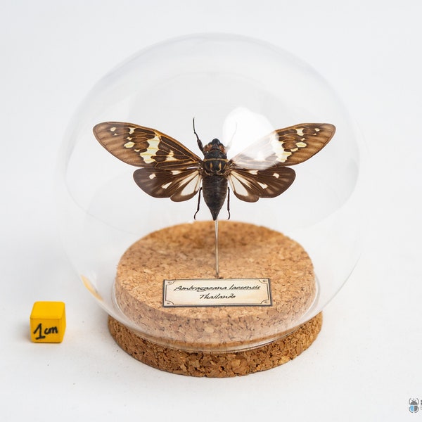 Eingebürgertes Insekt unter Glaskugel, entomologisches Kuriositätenkabinett