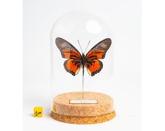 Papillon naturalisé sous globe de verre, cabinet de curiosité entomologie