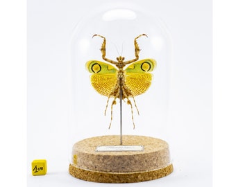 Naturalized insect under glass globe, entomology curiosity firm