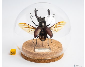 Insecte naturalisé sous globe de verre, cabinet de curiosité entomologie