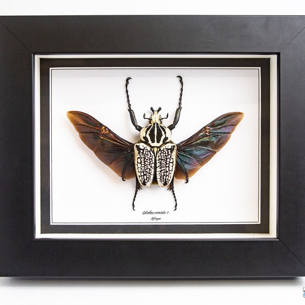 Insecte scarabée naturalisé sous cadre, cabinet de curiosité entomologie