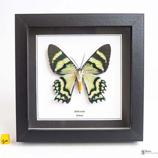 Papillon naturalisé sous cadre, cabinet de curiosité entomologie