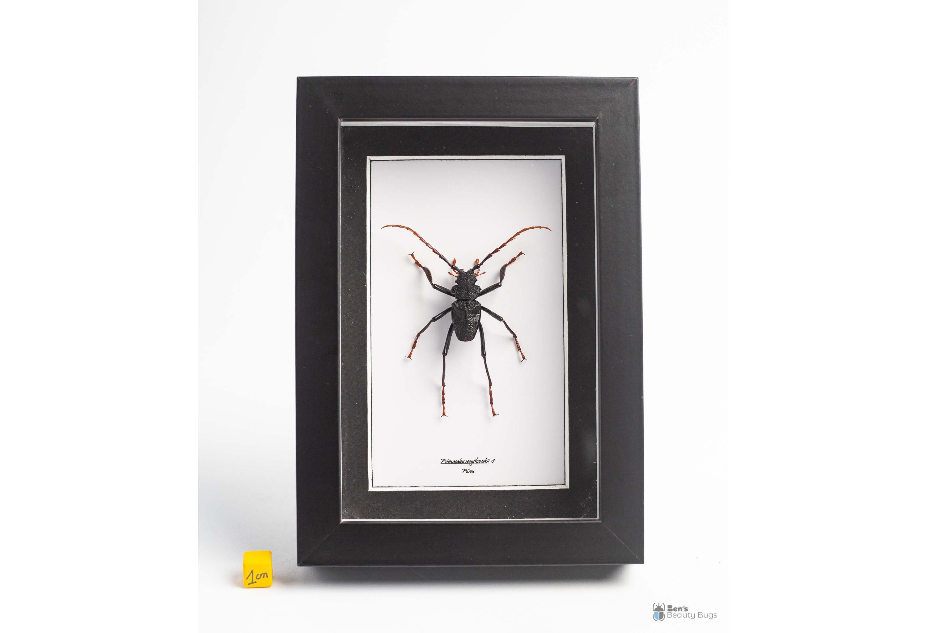 Insecte Naturalisés Sous Cadre, Cabinet de Curiosité Entomologie