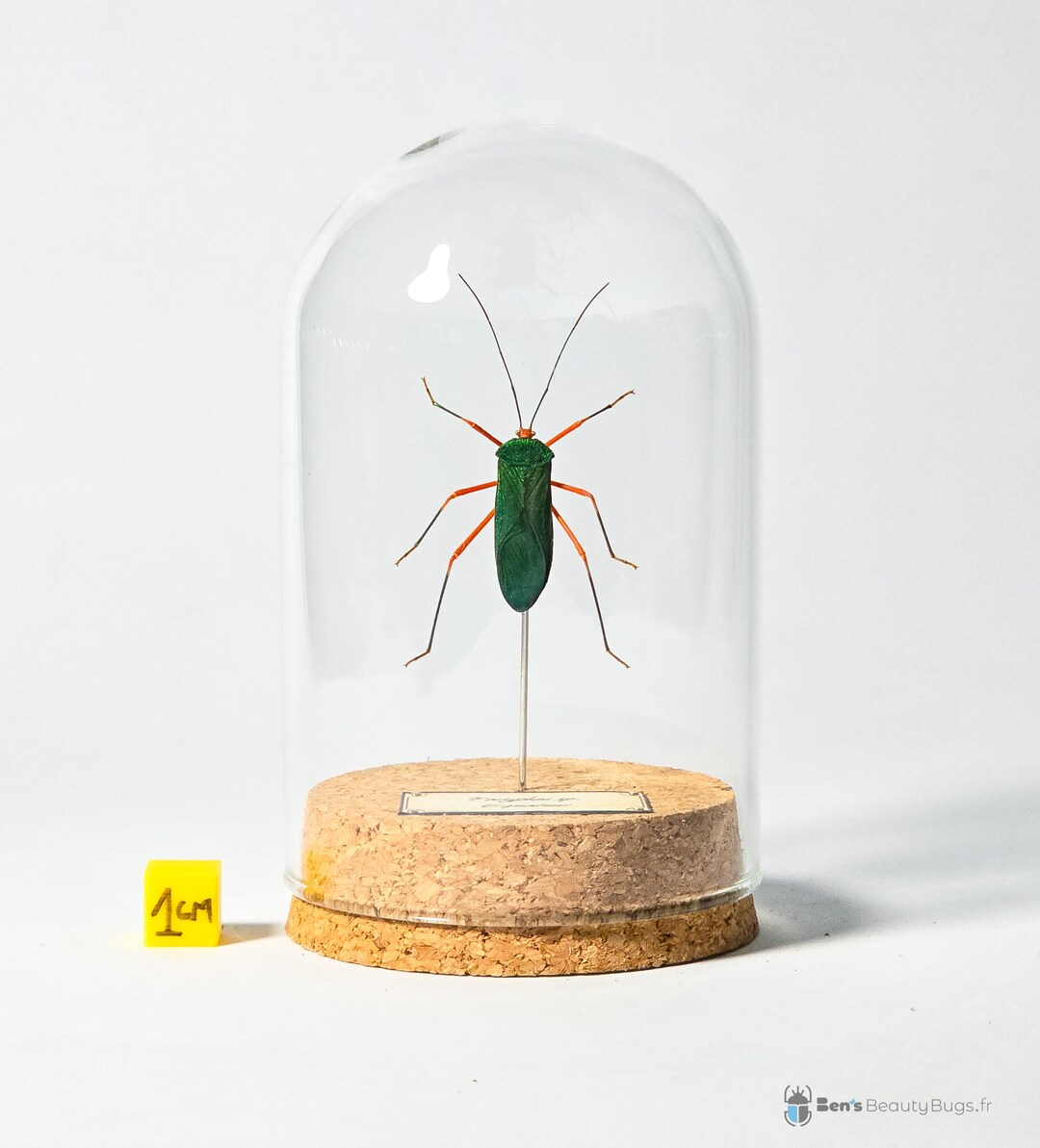 Naturalized Insect Under Glass Globe, Entomology Curiosity Cabinet - Etsy