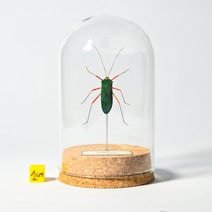 Insecto naturalizado bajo globo de cristal, gabinete de curiosidades entomológicas