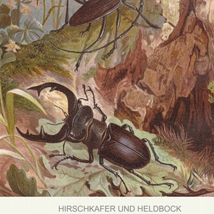 Capricorn and Stag Beetles Art Print - Vintage Lithograph from 1882 - Framed/Unframed