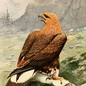 Golden Eagle Fine Art Print - Antique Lithograph - Framed/Unframed