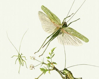 Fine Art Print Grasshopper Locust and Cricket Vintage Lithograph A4A3 FramedUnframed