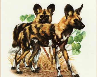 cape hunting dog for sale