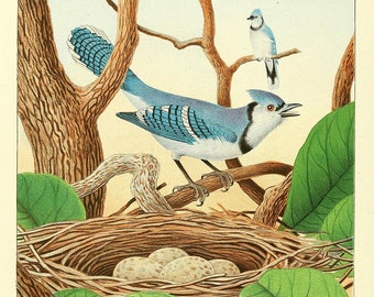 Blue Jay Egg Etsy