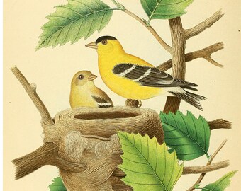 Thomas G. Gentry : "Nests and Eggs of Birds of The United States" (1882) - American Goldfinch Fine Art Print - Framed/Unframed
