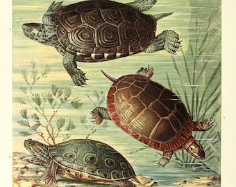 Turttles Fine Art Print - Antique Lithograph from 1882 - Framed/Unframed