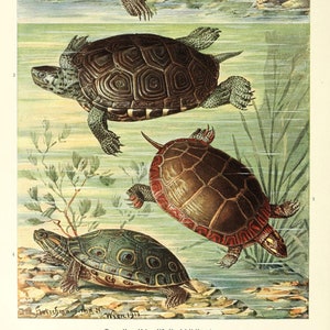 Könnte beinhalten: Eine Vintage-Illustration von vier verschiedenen Schildkrötenarten, darunter eine Malachenschildkröte, eine Schnappschildkröte und zwei weitere Arten. Die Illustration ist im Aquarellstil gehalten und zeigt detaillierte Zeichnungen der Panzer und Markierungen der Schildkröten.