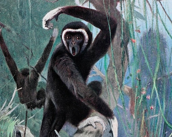 White-Handed Gibbon Fine Art Print - Antique Lithograph from 1916 - Framed/Unframed