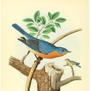 Thomas G. Gentry : &quot;Nests and Eggs of Birds of The United States&quot; (1882) - Eastern Bluebird Giclee Fine Art Print - Framed/Unframed