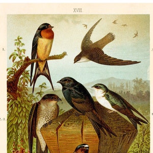 Tree Swallow Fine Art Print - Antique Lithograph from 1891 - Framed/Unframed