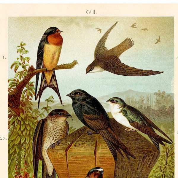 Tree Swallow Fine Art Print - Antique Lithograph from 1891 - Framed/Unframed