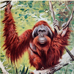 Orangutan Fine Art Print - Antique Lithograph from 1916 - Framed/Unframed