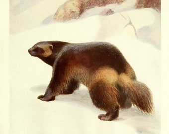 Wolverine Fine Art Print - Vintage Lithograph from 1882 - Framed/Unframed