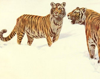 Siberian Tiger  Fine Art Print - Vintage Lithograph from 1882 - A4/A3 Framed/Unframed