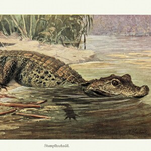 May include: A brown alligator with a long snout and sharp teeth is partially submerged in a shallow body of water. The alligator is on the edge of a sandy bank with green reeds in the background. The text "Stampschieböd" is printed below the image.