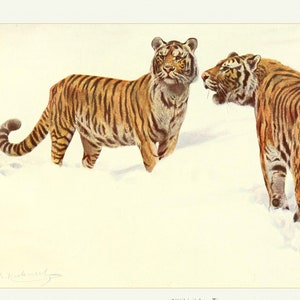 Siberian Tiger  Fine Art Print - Vintage Lithograph from 1882 - A4/A3 Framed/Unframed