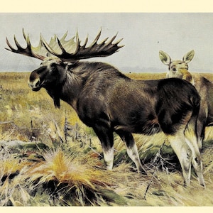Moose or Elk Fine Art Print - Antique Lithograph from 1882 - Framed/Unframed