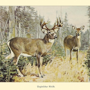 May include: A watercolour painting of a white-tailed deer buck with large antlers standing in a woodland setting. A smaller doe stands behind the buck. The painting is titled "Virginia Deer".