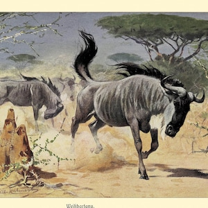 Puede incluir: Ilustración vintage de una manada de ñus corriendo por un paisaje de sabana. La obra presenta un ñu dominante con una melena y cuernos oscuros, levantando polvo. El fondo incluye árboles y un cielo claro. La palabra "Weißbartgnu" está abajo.