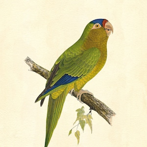 Sun Conure Vintage Illustration - Giclee Fine Art Print - Framed / Unframed / Canvas
