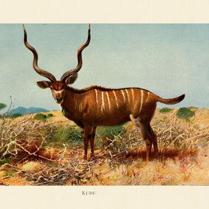 Greater Kudu Fine Art Print - Antique Lithograph from 1916 - Framed/Unframed