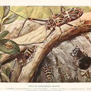 Beetles Vintage Lithograph - Giclee Fine Art Print - Framed/Unframed