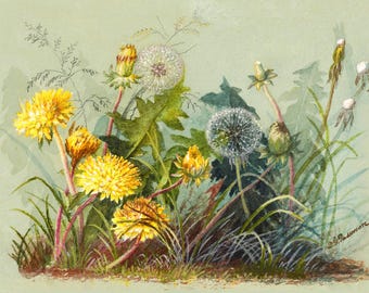 Dandelions Vintage Lithograph (c. 1911) - Giclee Fine Art Print - Framed/Unframed/Canvas