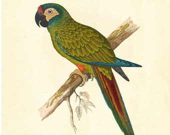Blue-Winged Macaw Vintage Lithograph - Giclee Fine Art Print - Framed/Unframed/Canvas