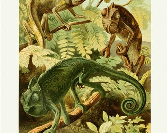 African Chameleon Art Print - Vintage Lithograph from 1882 - Framed/Unframed